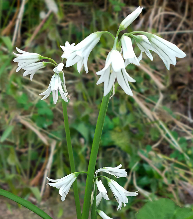 Allium triquetrum  (Amaryllidaceae)